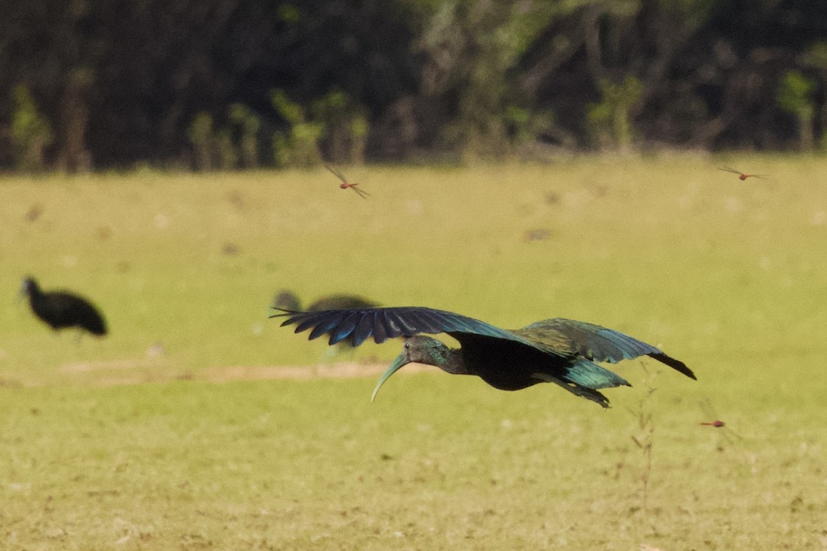 ibis zelený - ML614982279
