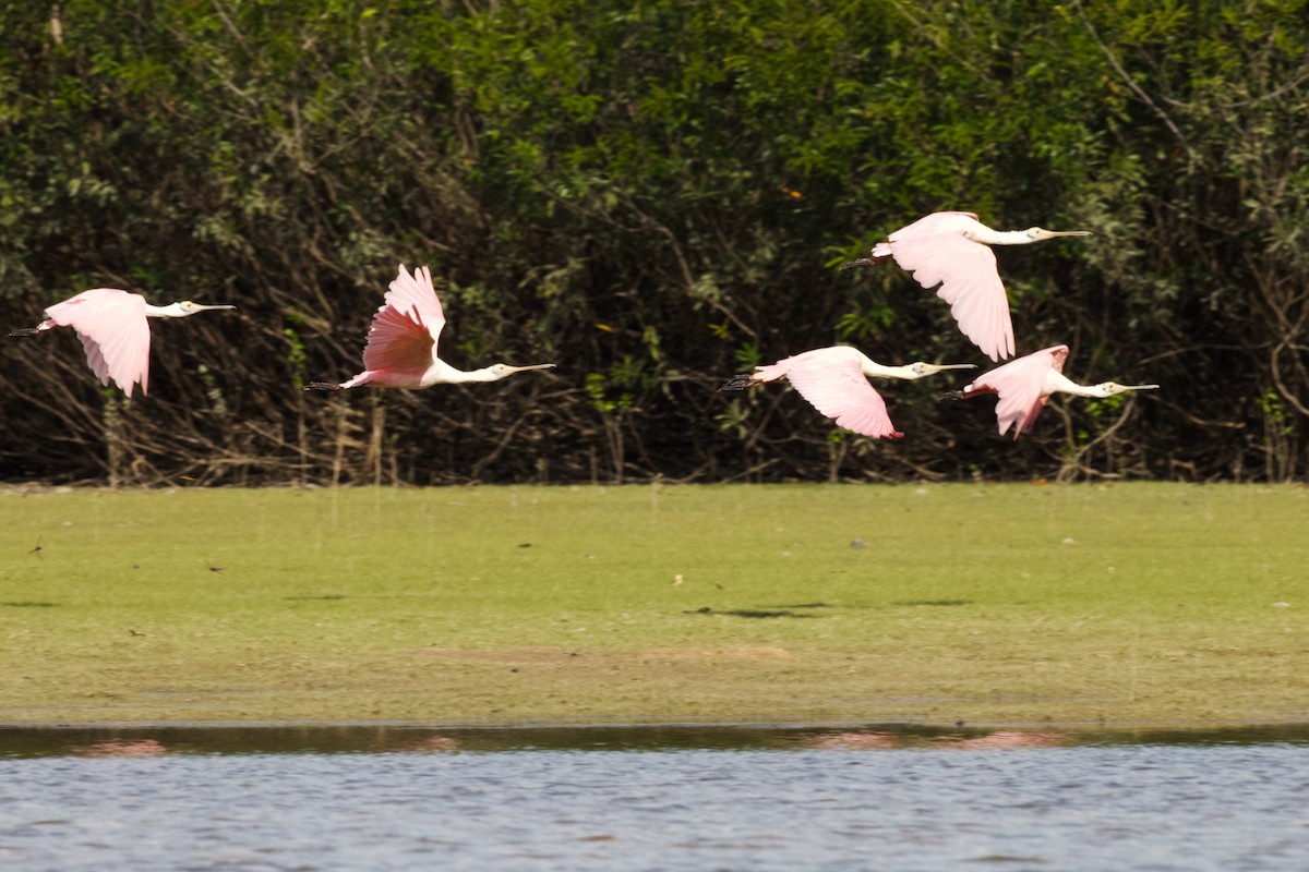 Roseate Spoonbill - ML614982285