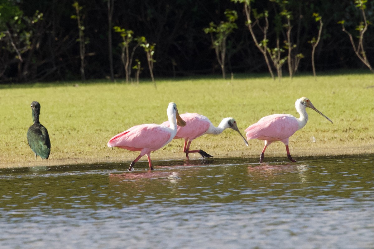 Roseate Spoonbill - ML614982286