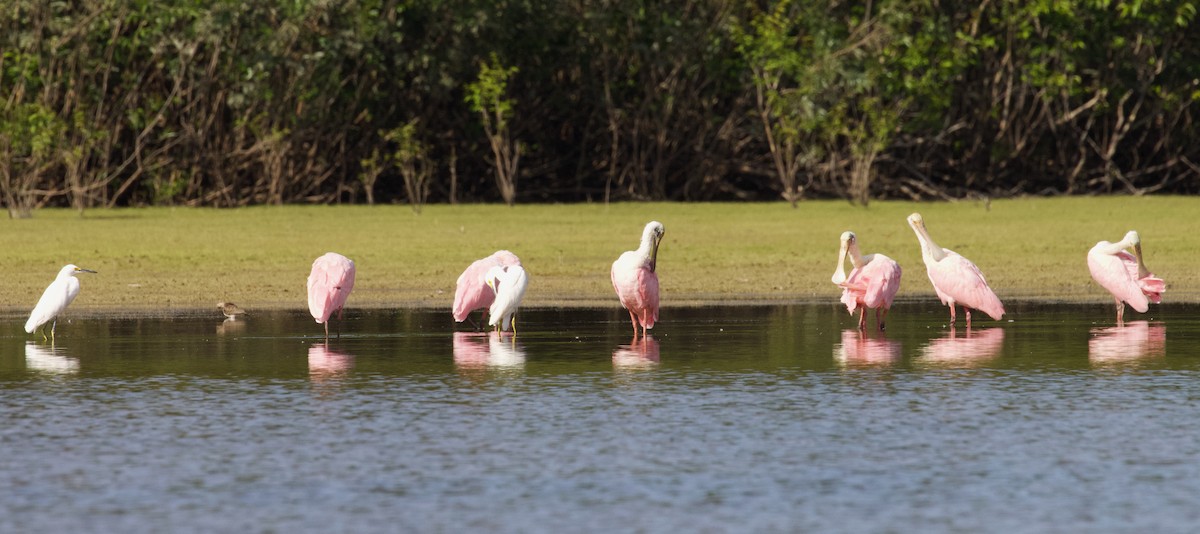 Roseate Spoonbill - Luciano Naka