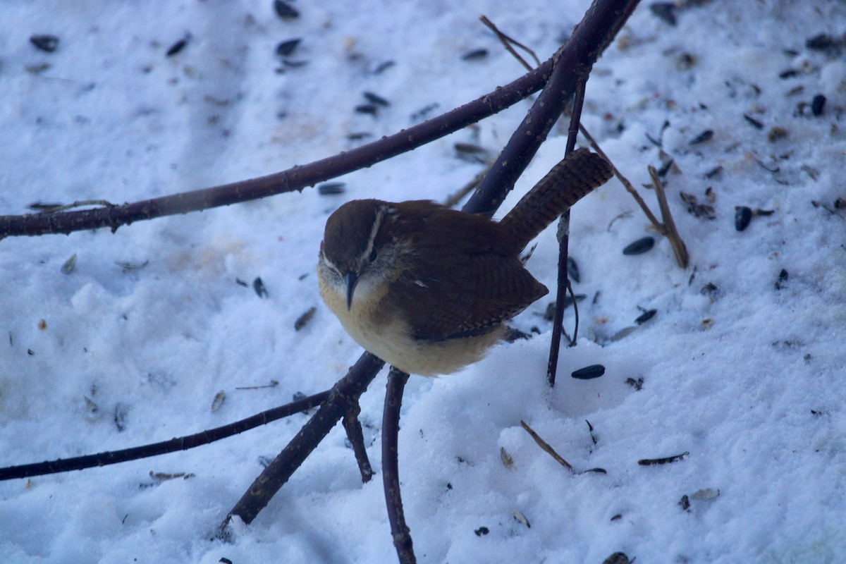 Carolina Wren - ML614982351