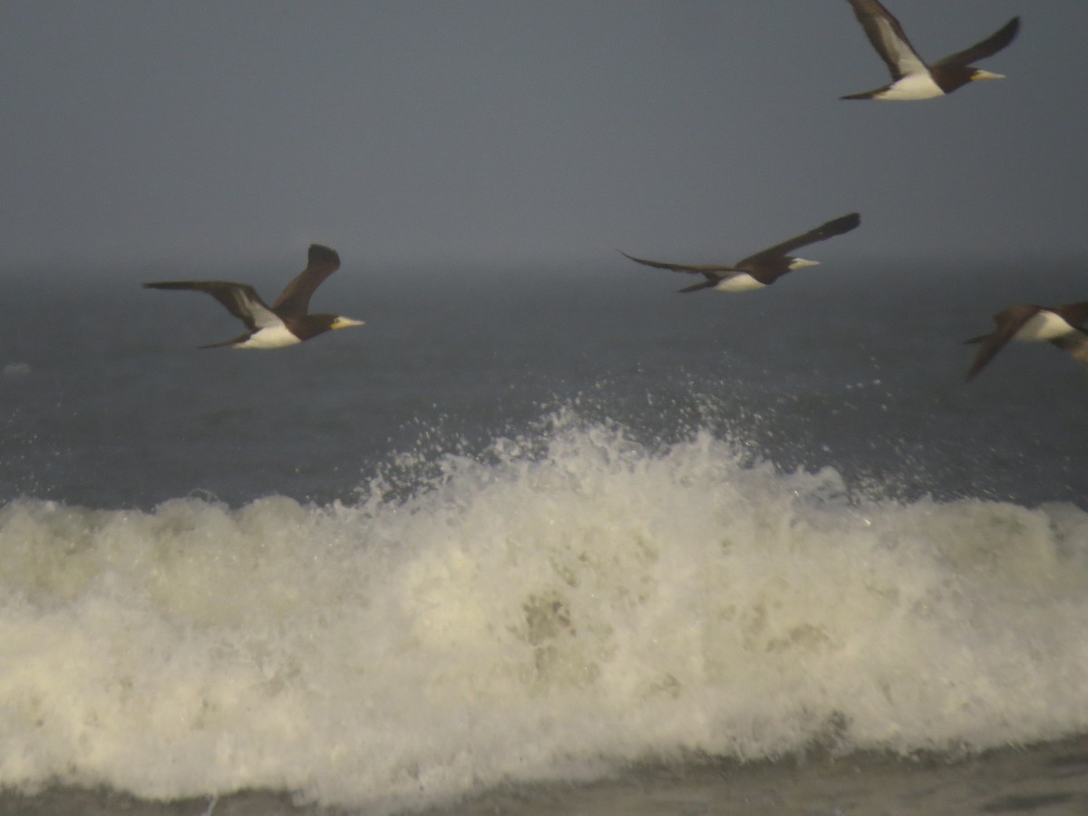 Brown Booby - Sergio luiz Carniel