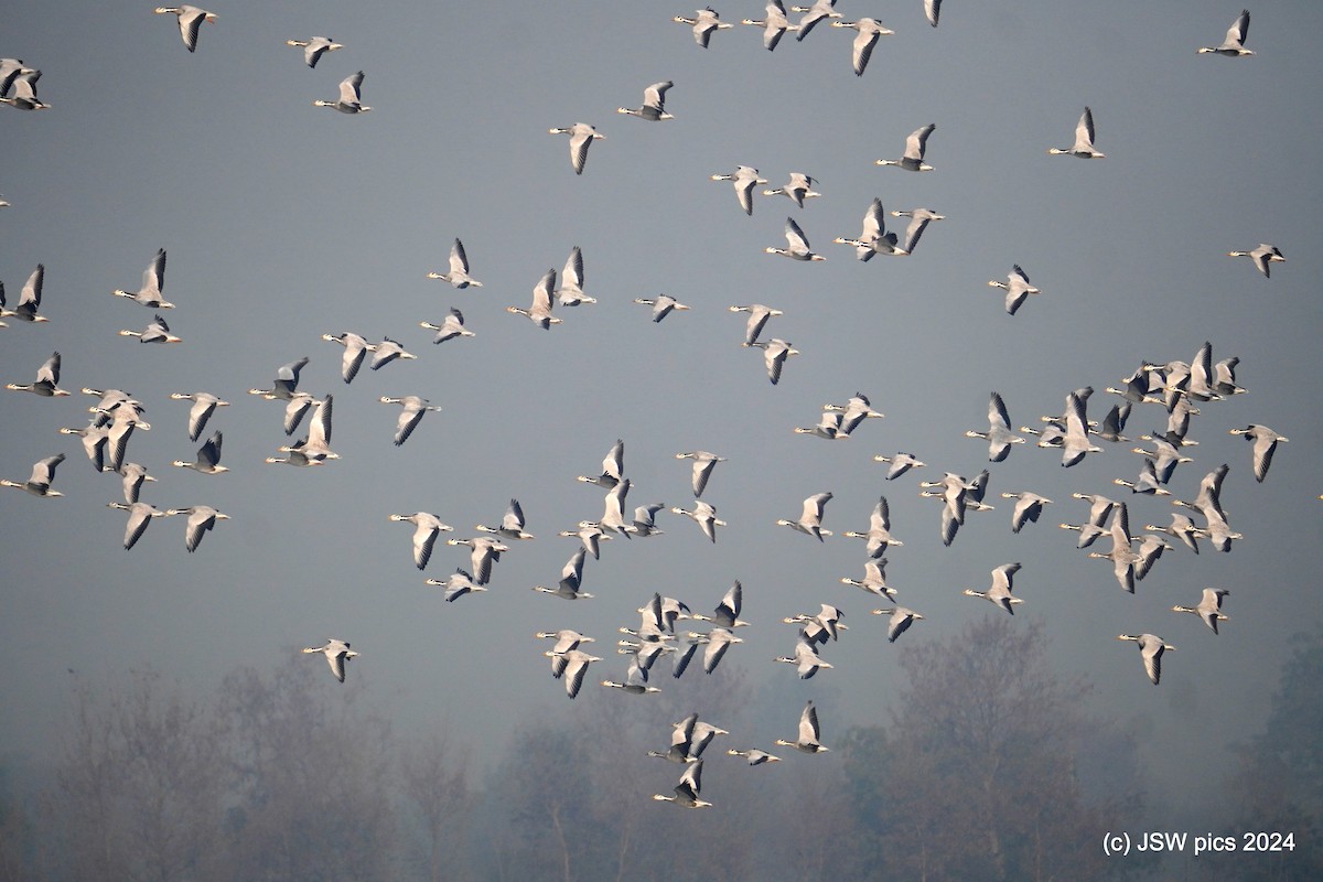 Bar-headed Goose - ML614982516