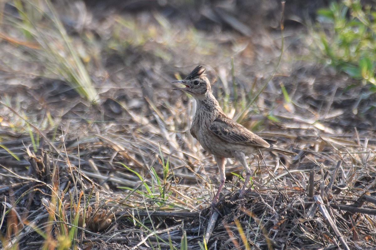 Oriental Skylark - H Nambiar