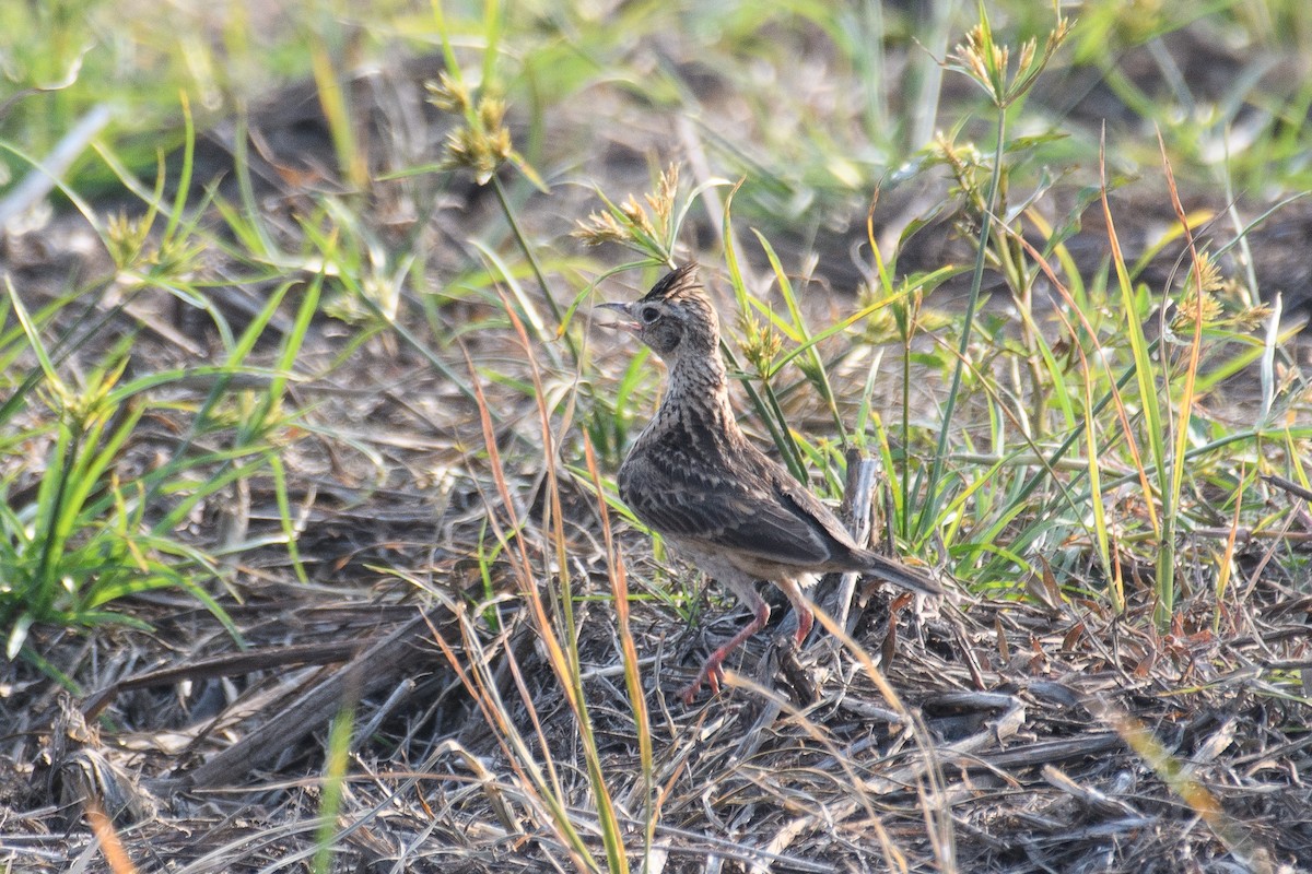 Oriental Skylark - H Nambiar