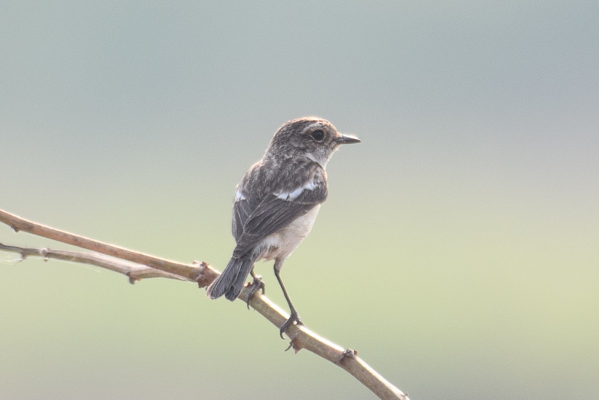 Siberian Stonechat - H Nambiar