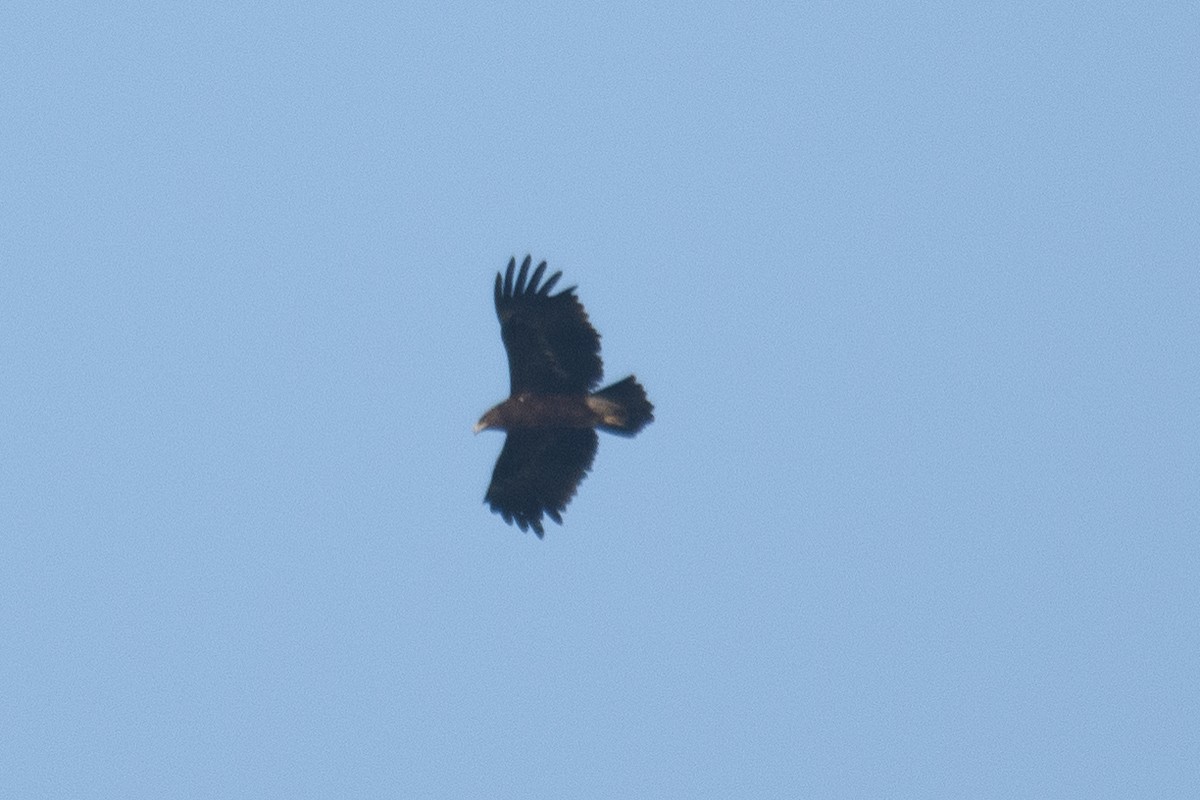 Greater Spotted Eagle - H Nambiar