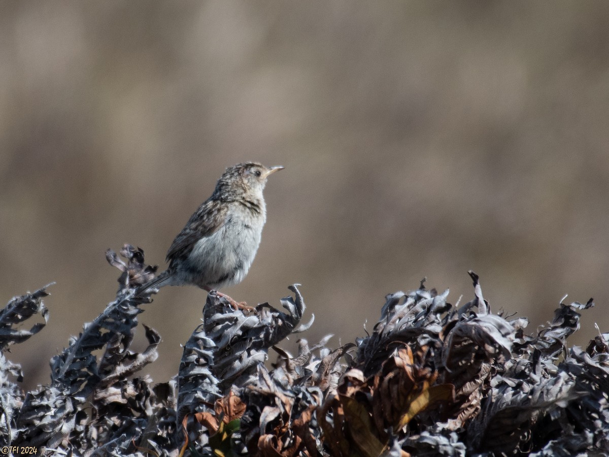 Grass Wren (Austral) - T I