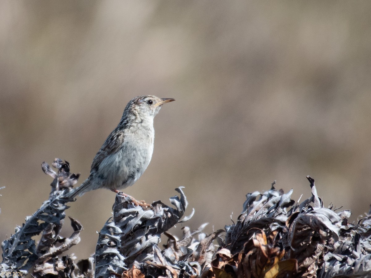 Cucarachero Sabanero (hornensis/falklandicus) - ML614982606