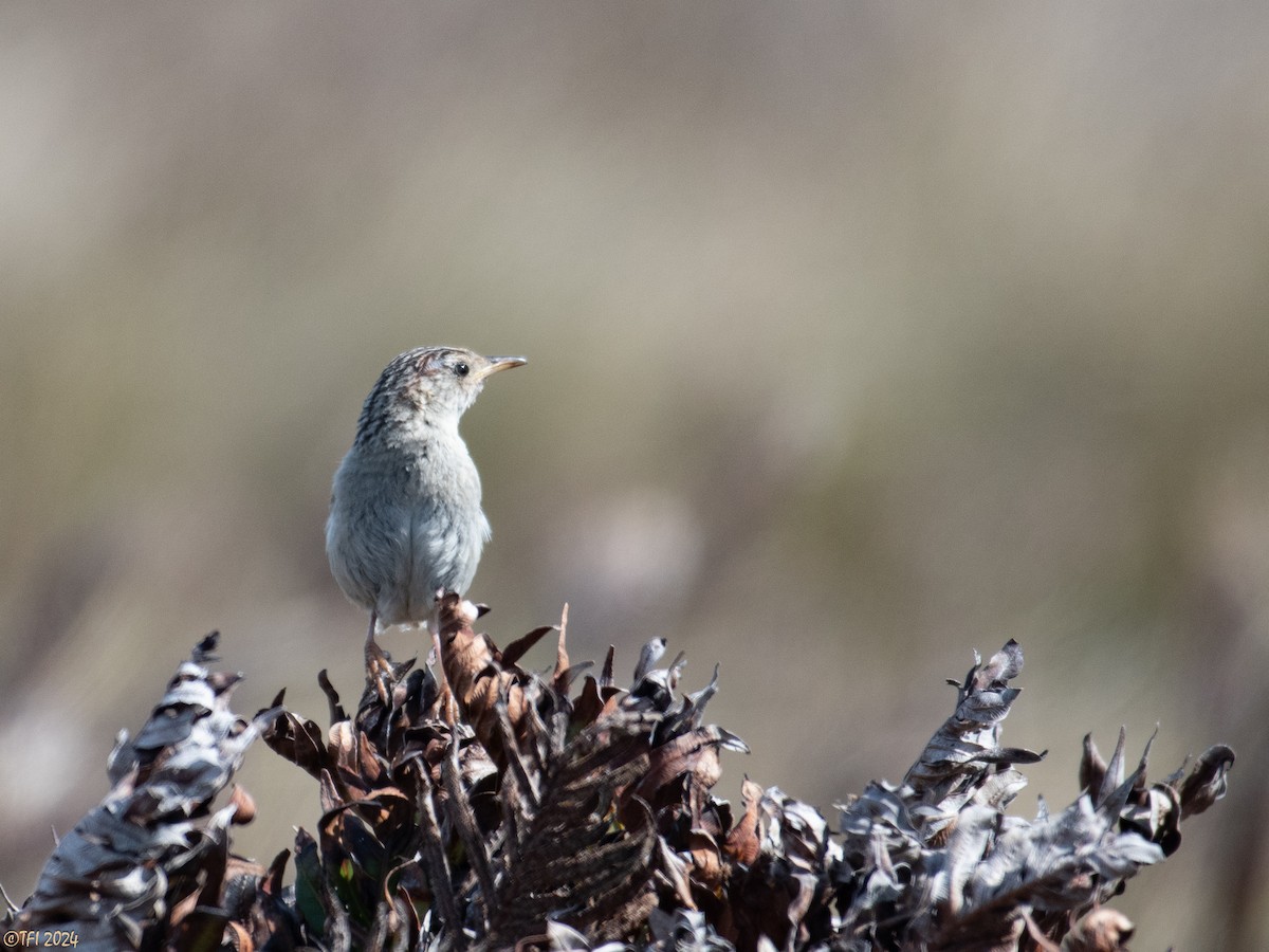 コバシヌマミソサザイ（hornensis／falklandicus） - ML614982616