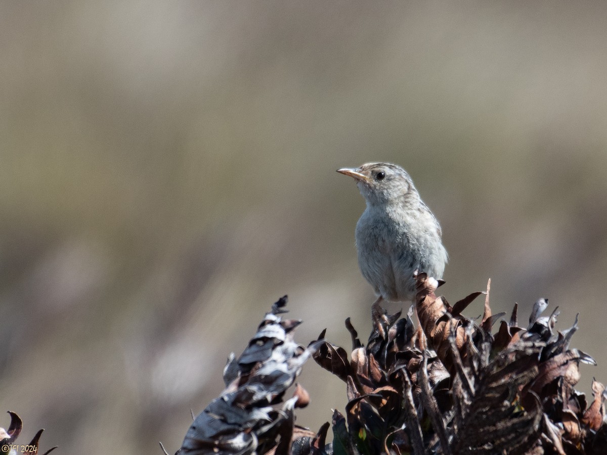 Grass Wren (Austral) - ML614982620