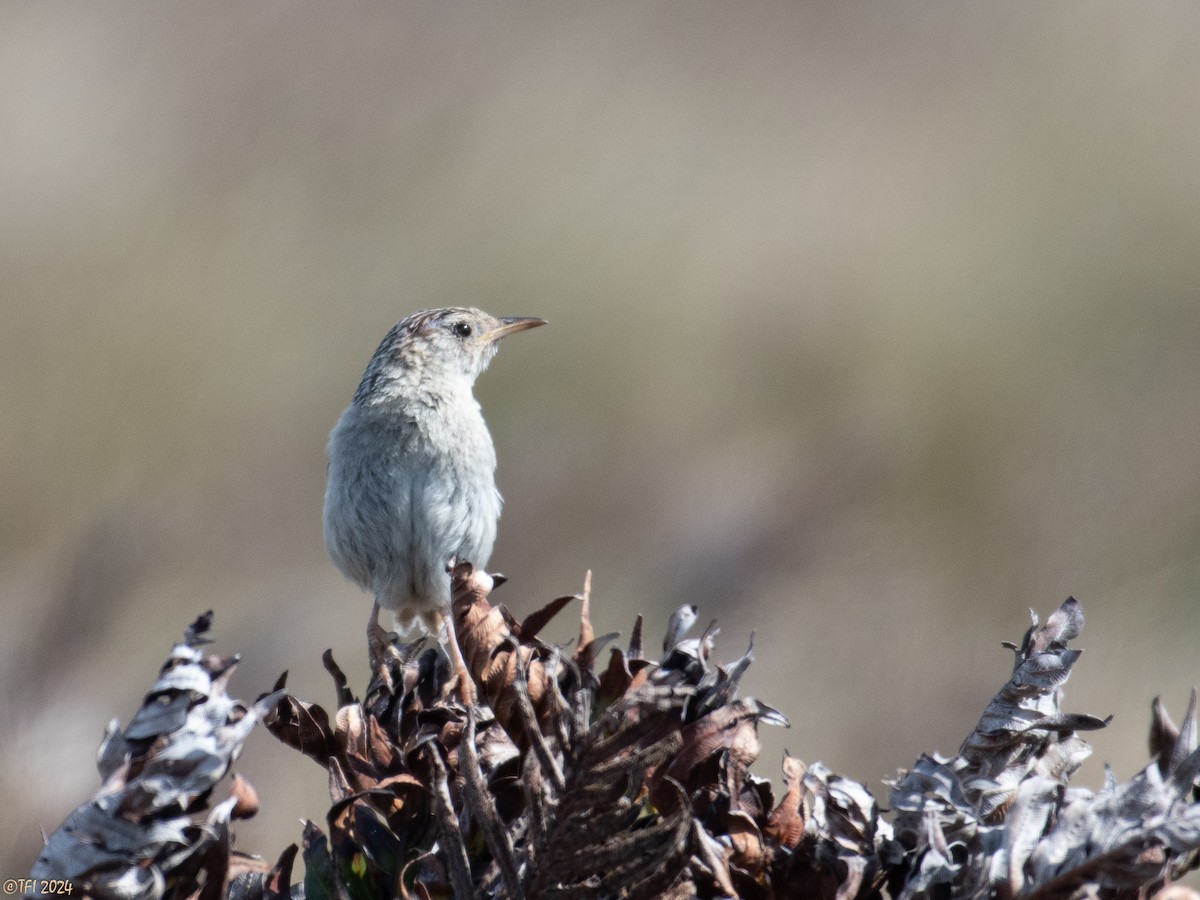 Травяной крапивник (hornensis/falklandicus) - ML614982624