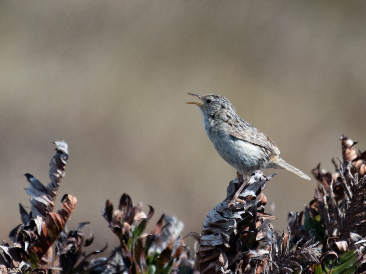 Grass Wren (Austral) - T I