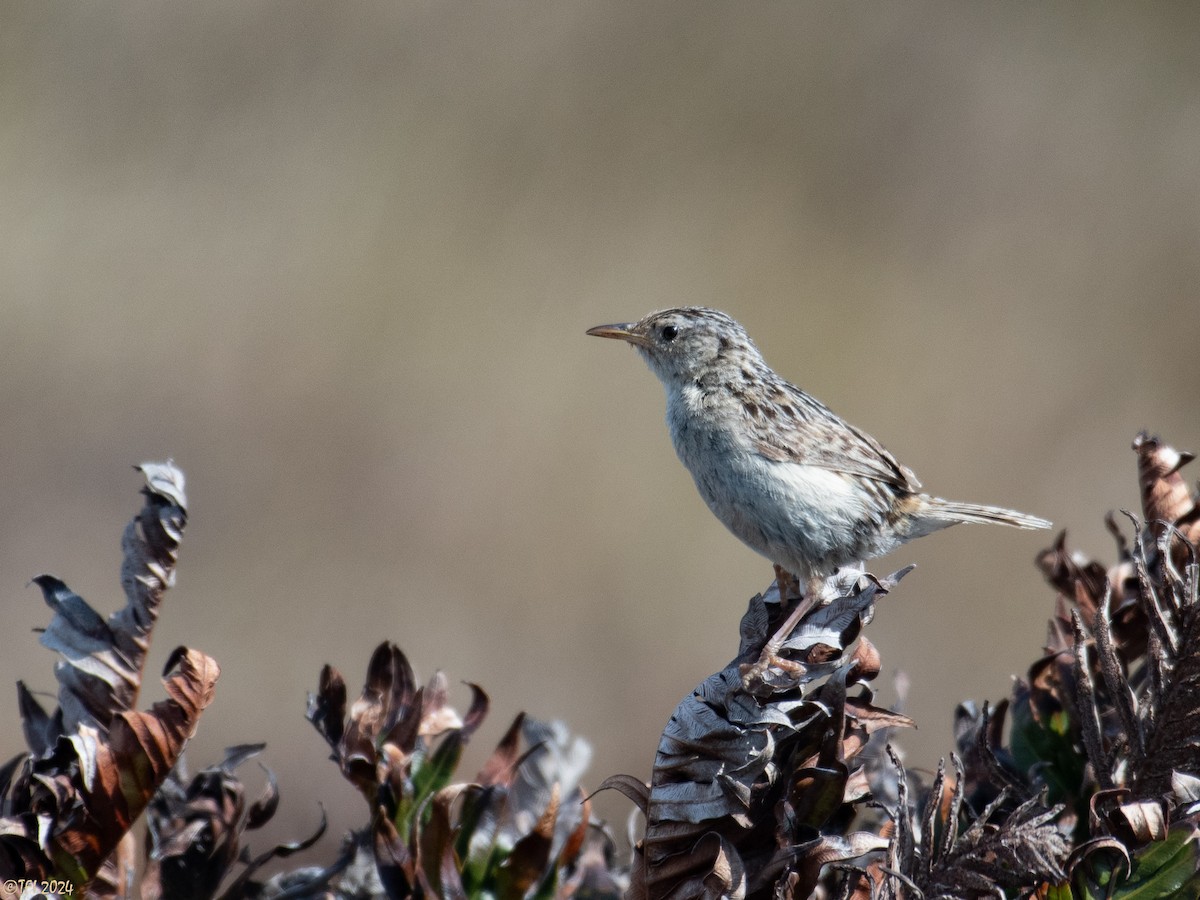 Grass Wren (Austral) - ML614982645