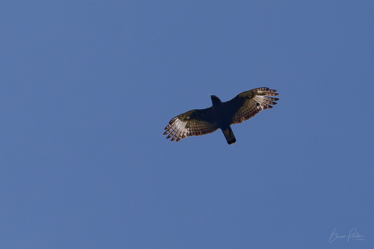 Long-crested Eagle - Bruno Portier