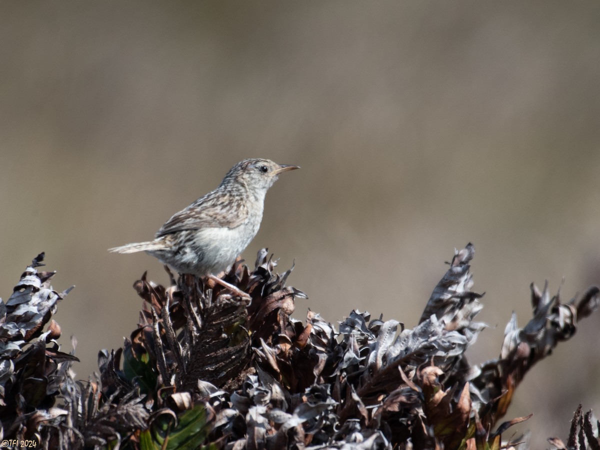 Cucarachero Sabanero (hornensis/falklandicus) - ML614982651