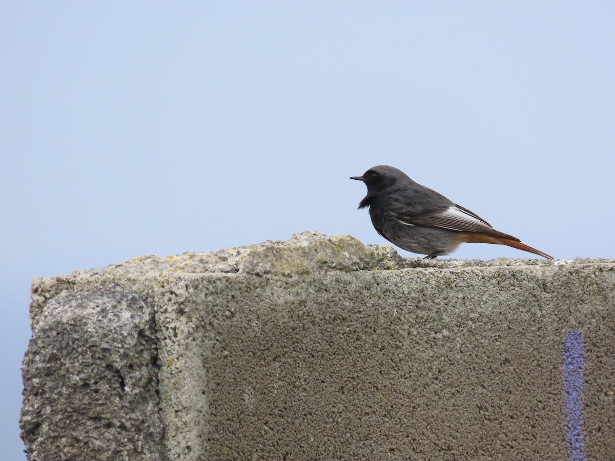 Black Redstart - ML614982658