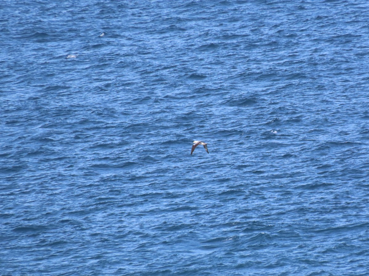 Northern Gannet - ML614982724