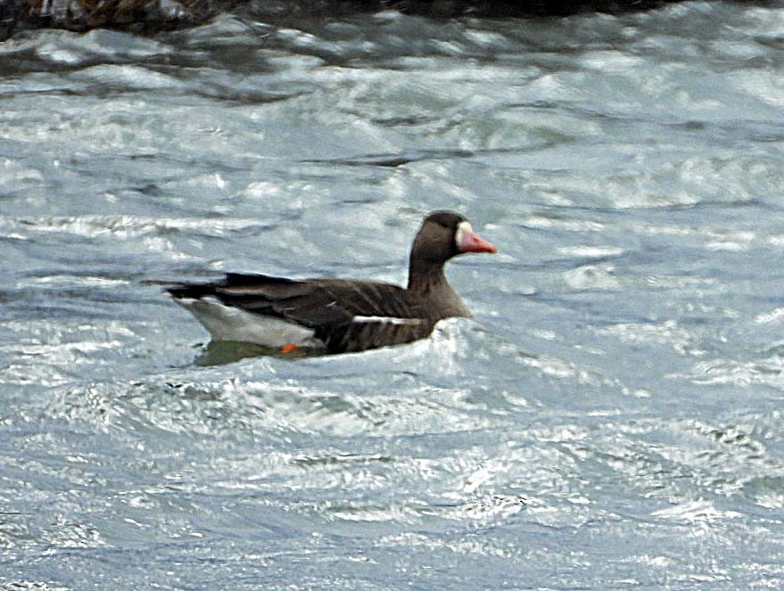Greater White-fronted Goose - ML614982770