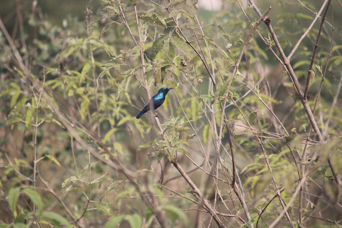 Purple Sunbird - ML614982797