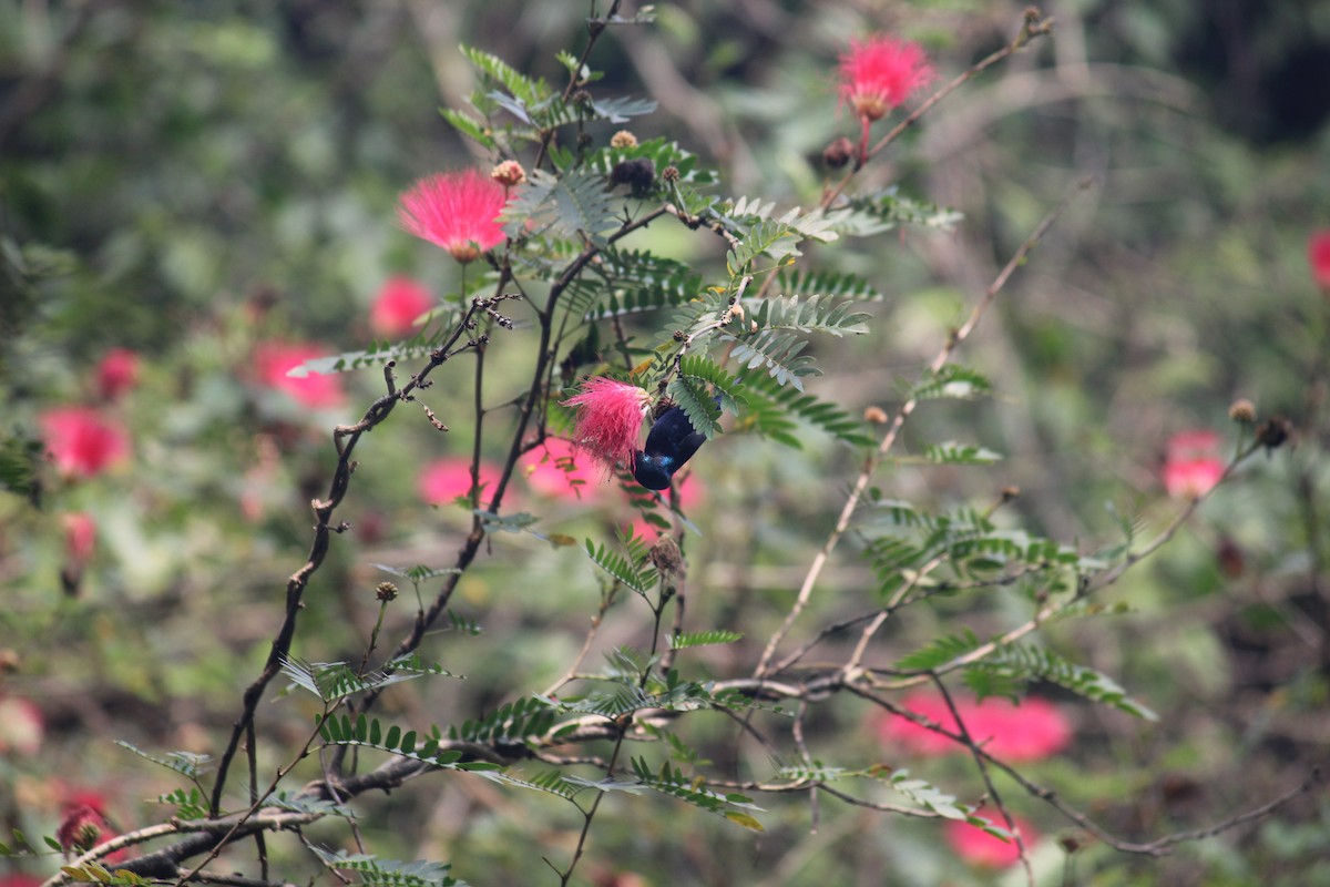 Purple Sunbird - ML614982799