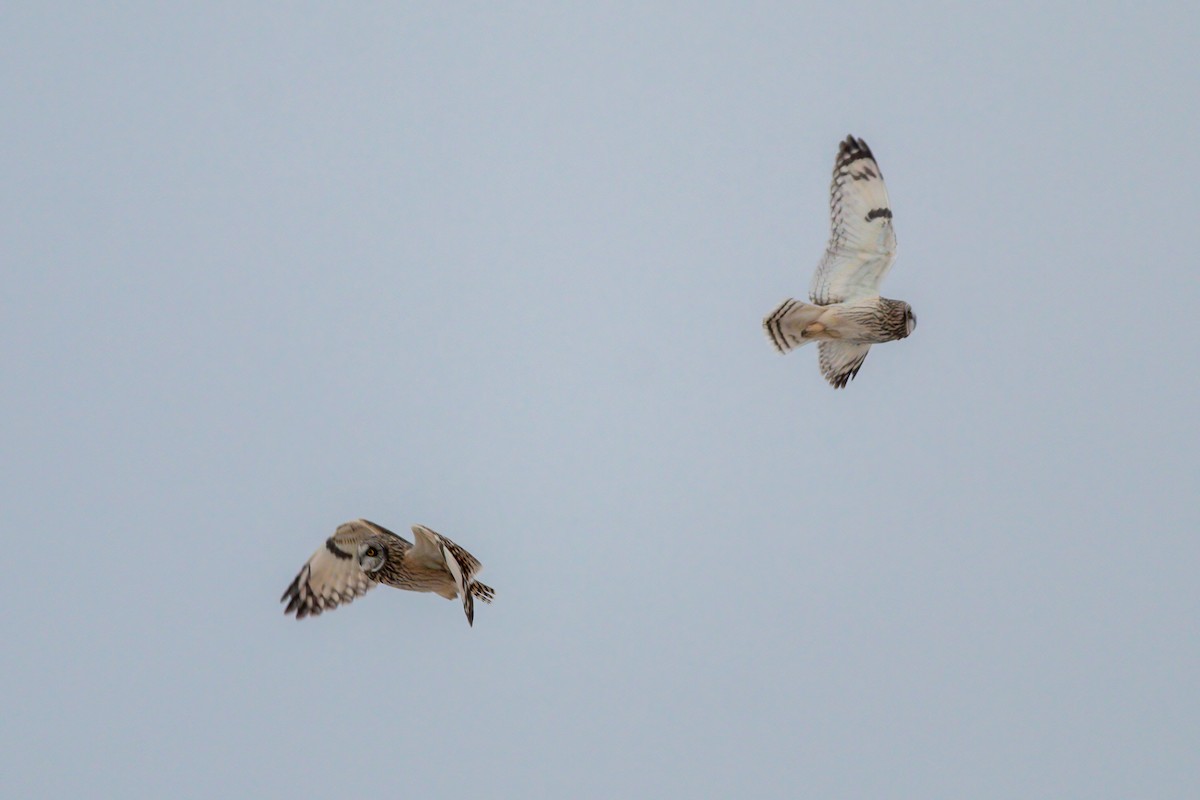 Short-eared Owl - ML614982846