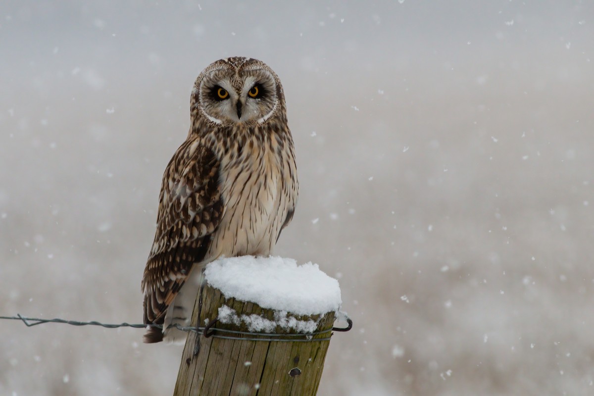 Hibou des marais - ML614982848