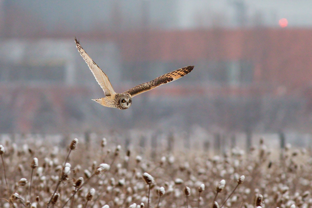 Hibou des marais - ML614982849