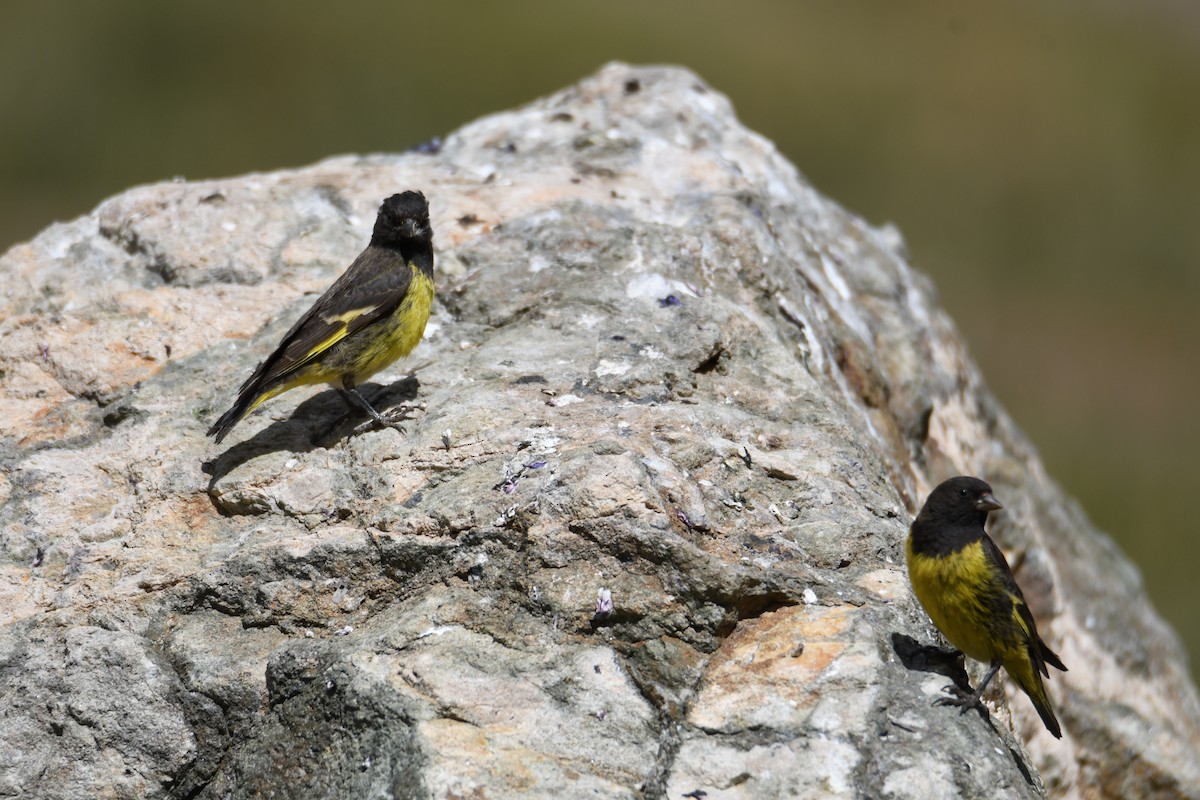 Yellow-rumped Siskin - ML614982857