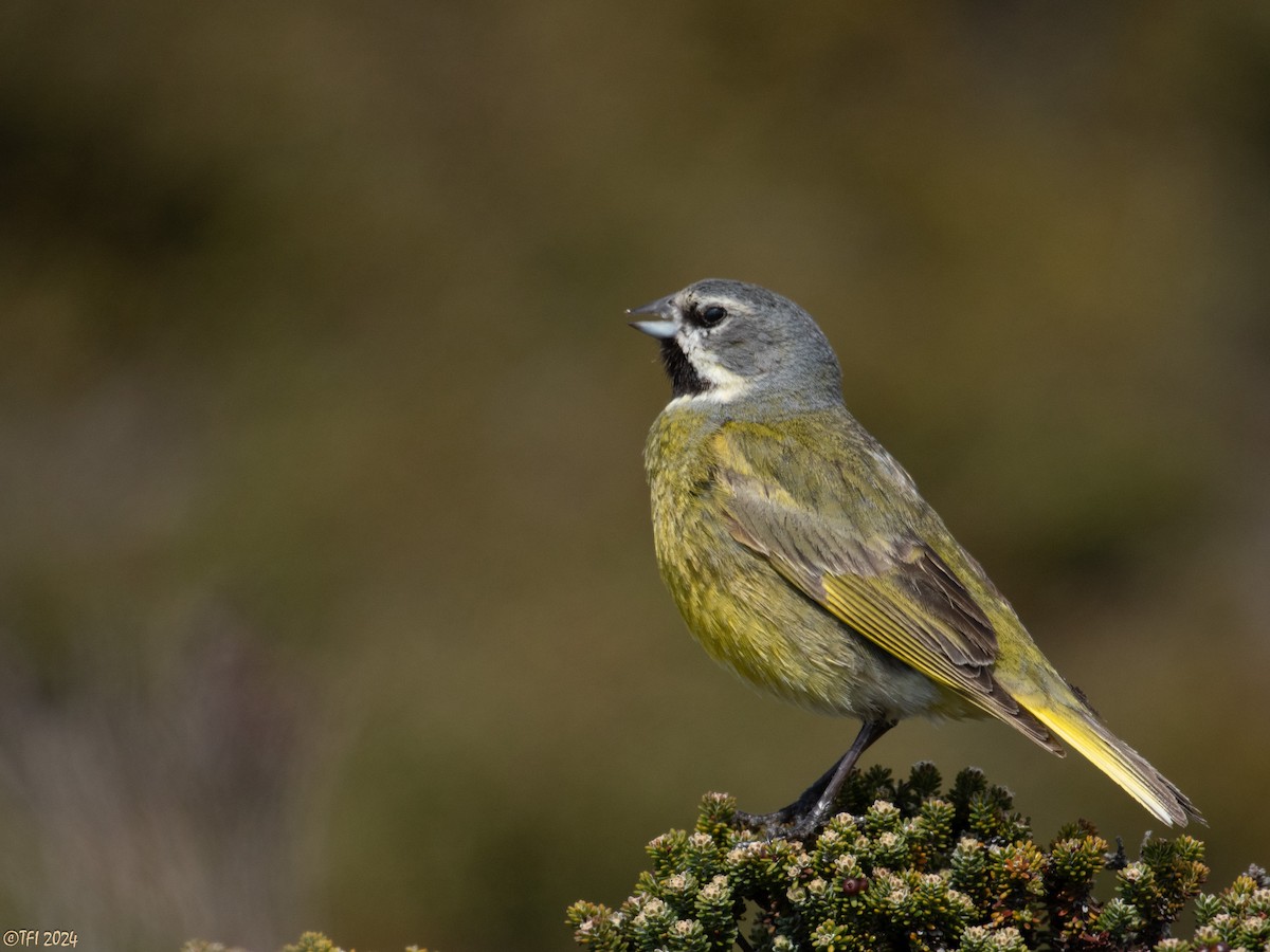 White-bridled Finch (Falkland) - ML614982899