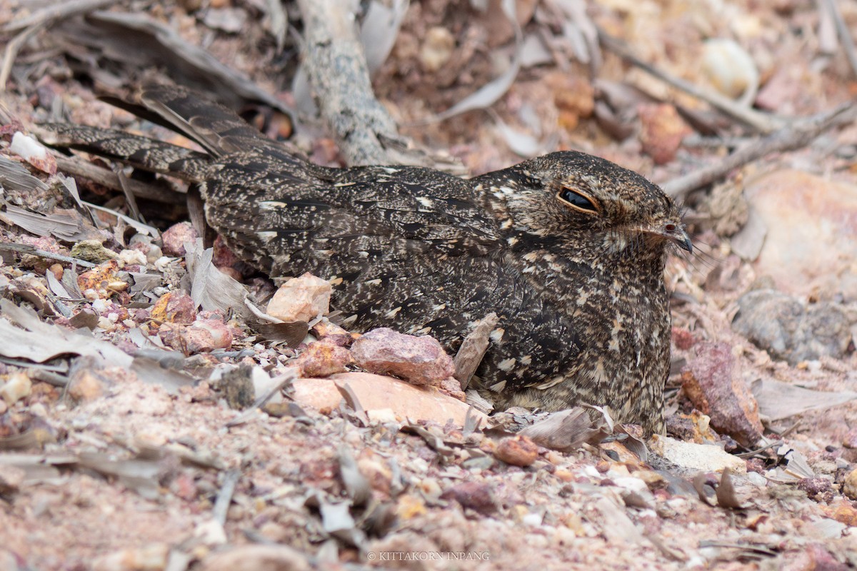 Savanna Nightjar (Sunda) - ML614982932