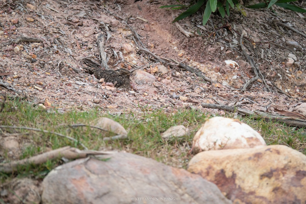 Savanna Nightjar (Sunda) - ML614982934