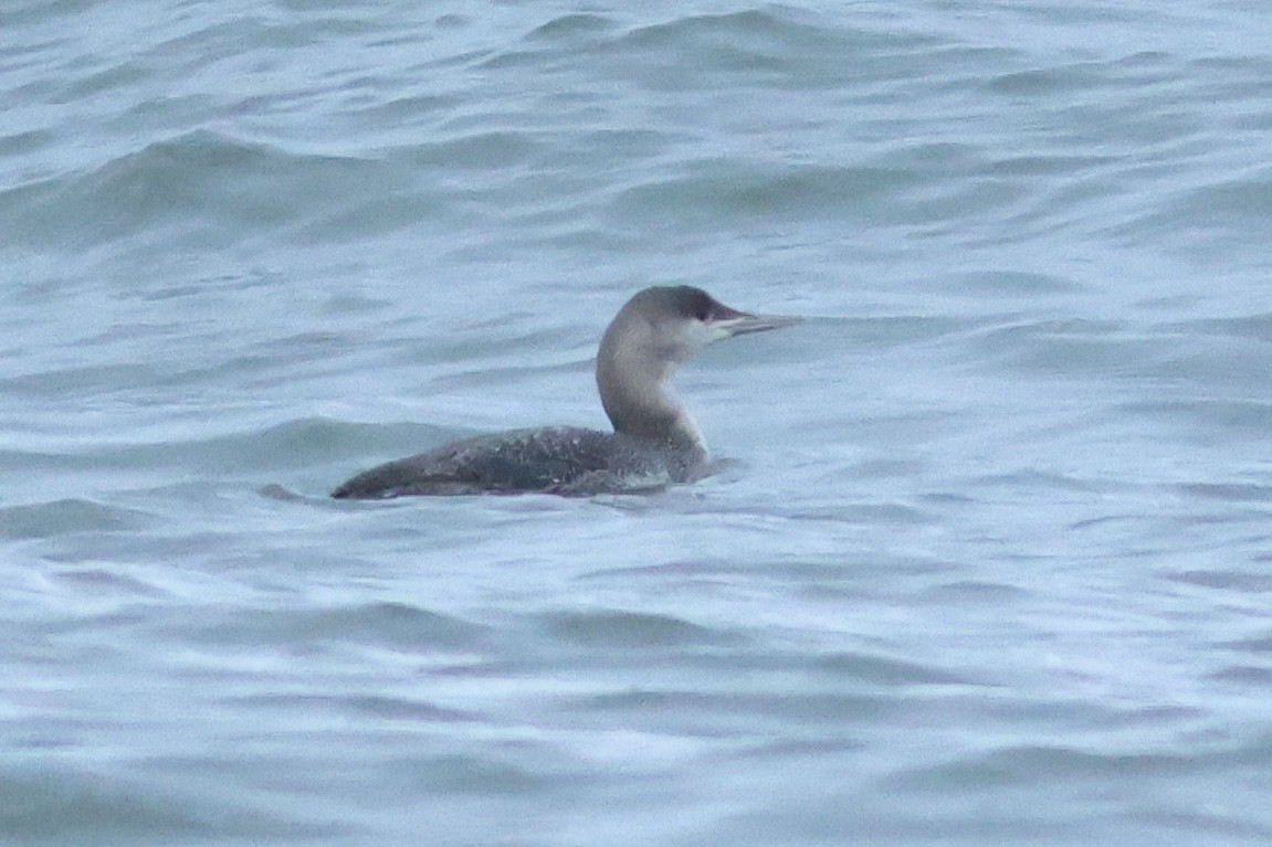 Red-throated Loon - ML614982935