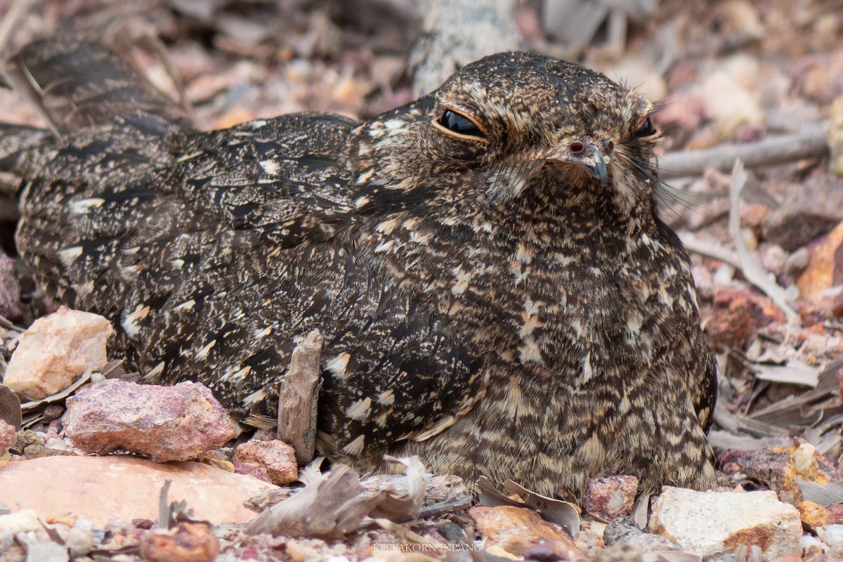 Savanna Nightjar (Sunda) - ML614982938