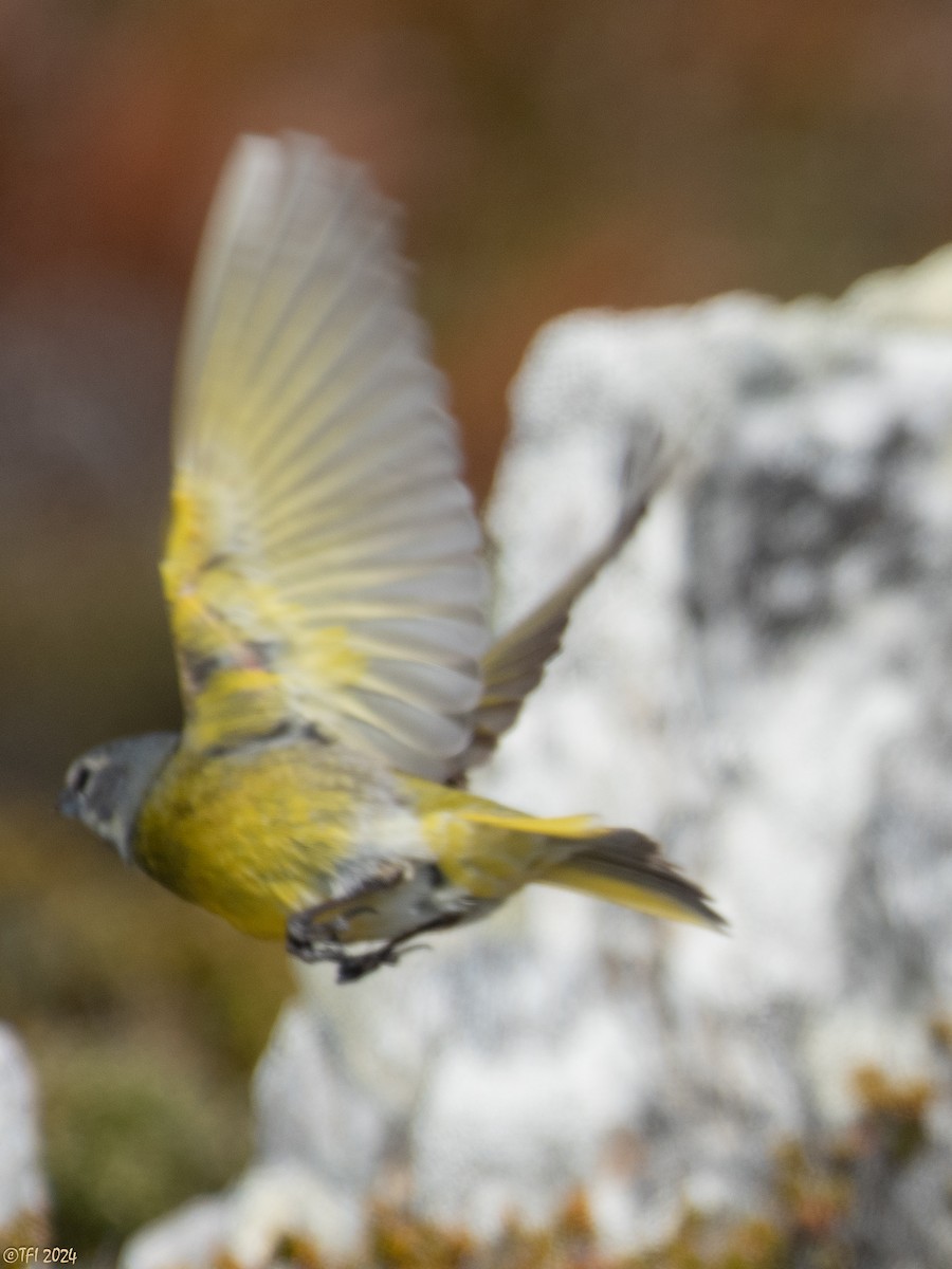 White-bridled Finch (Falkland) - ML614982954