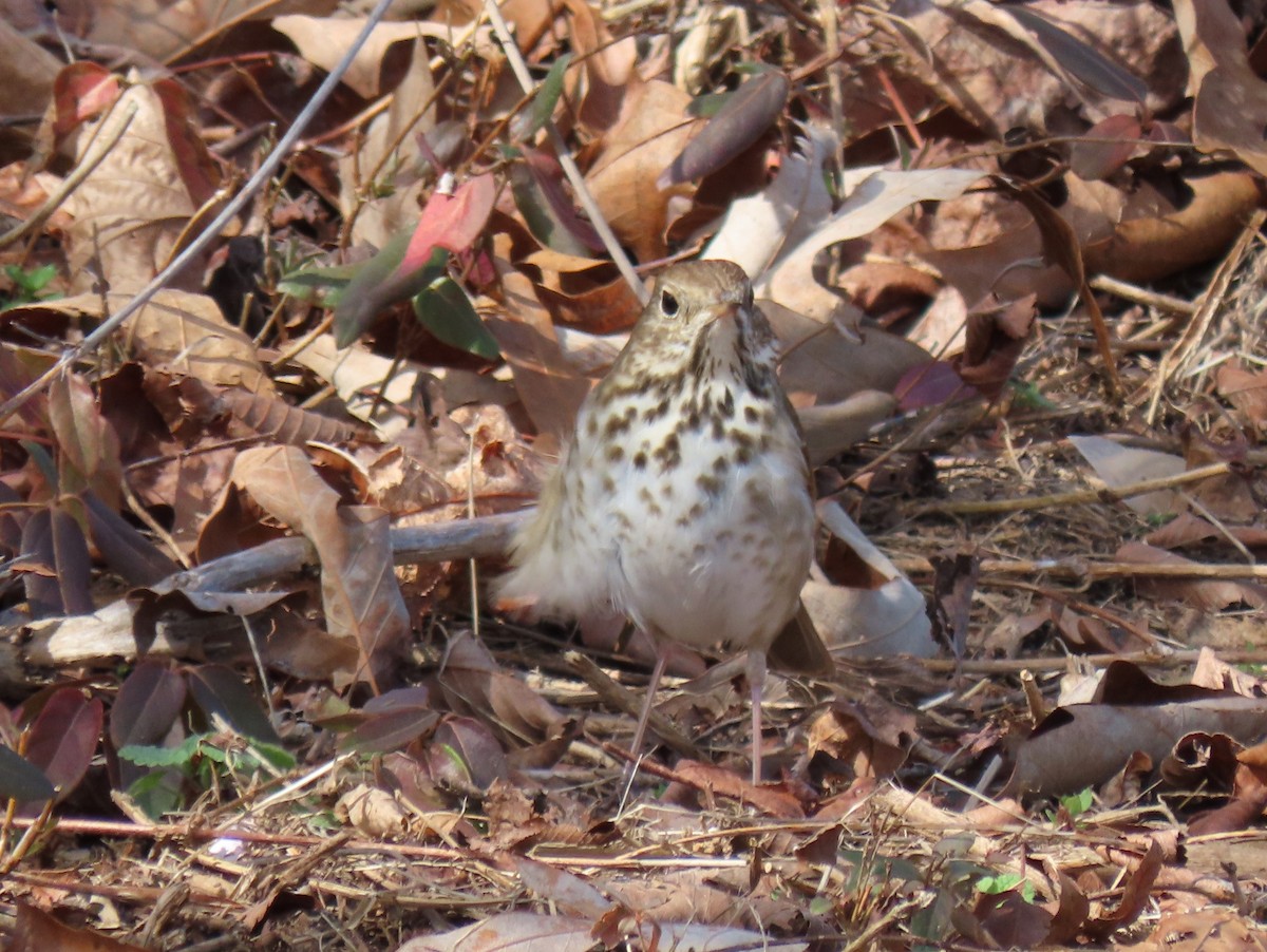 Hermit Thrush - ML614982989