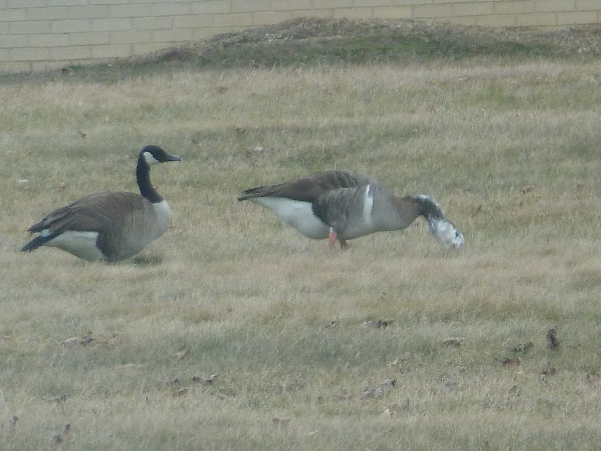 Graylag x Canada Goose (hybrid) - R Green