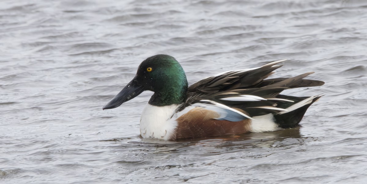 Northern Shoveler - ML614983029