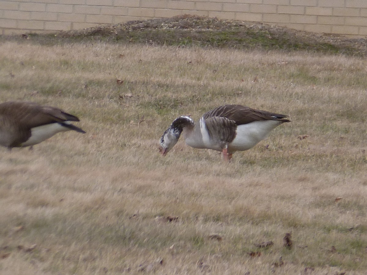 Graylag x Canada Goose (hybrid) - ML614983033