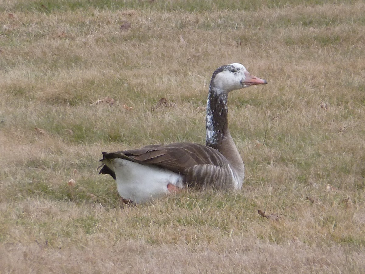 Graylag x Canada Goose (hybrid) - ML614983036