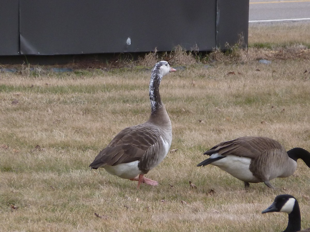 Graylag x Canada Goose (hybrid) - ML614983039