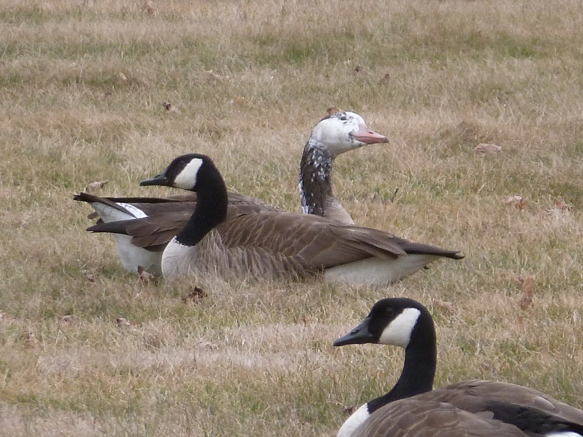 Graylag x Canada Goose (hybrid) - ML614983041