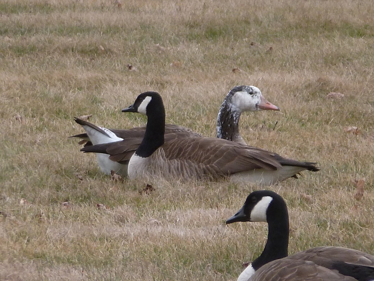 Graylag x Canada Goose (hybrid) - ML614983043