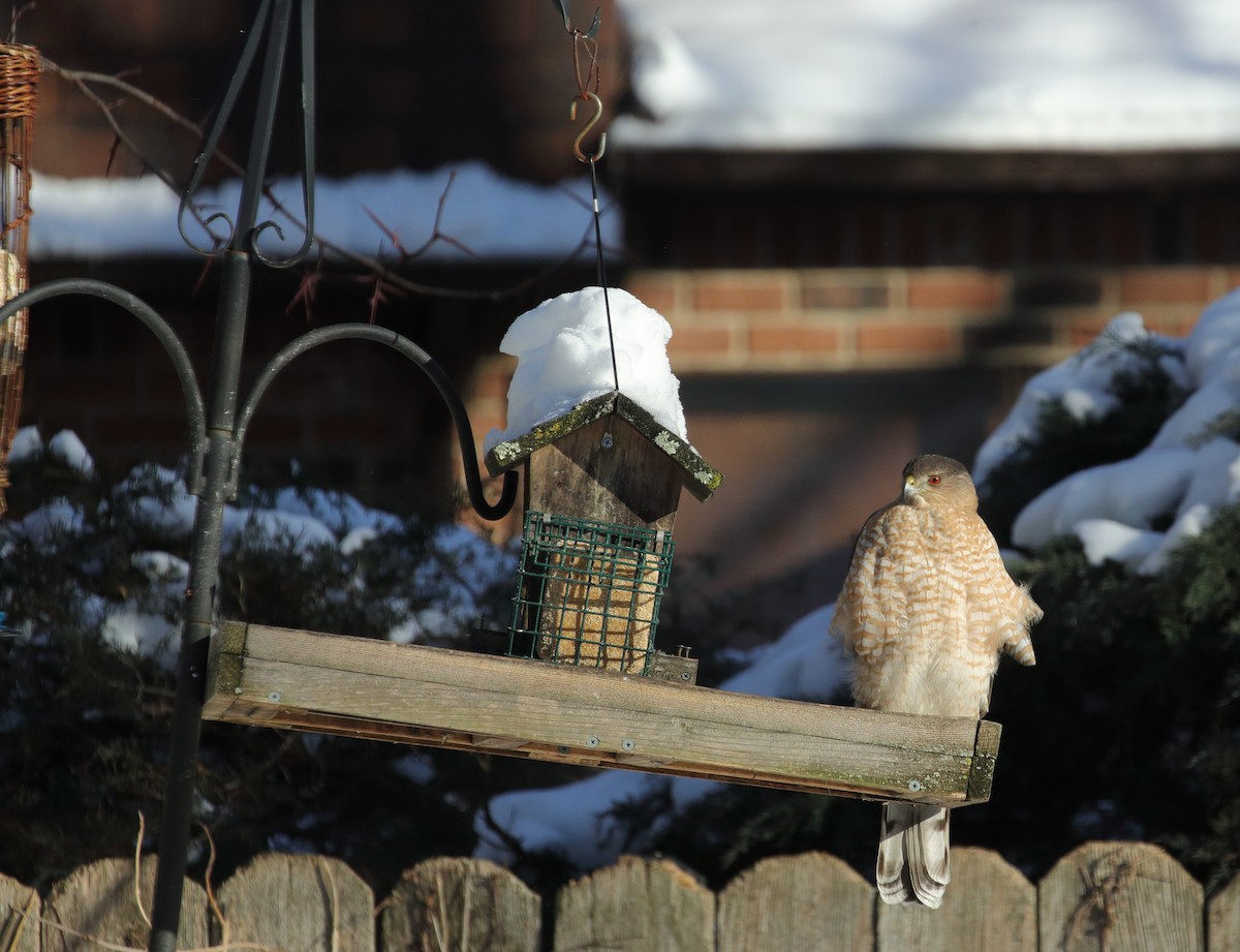 Cooper's Hawk - ML614983051