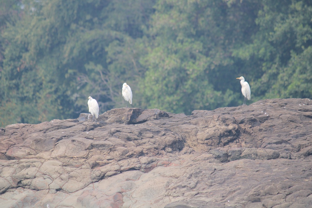 Little Egret - ML614983054