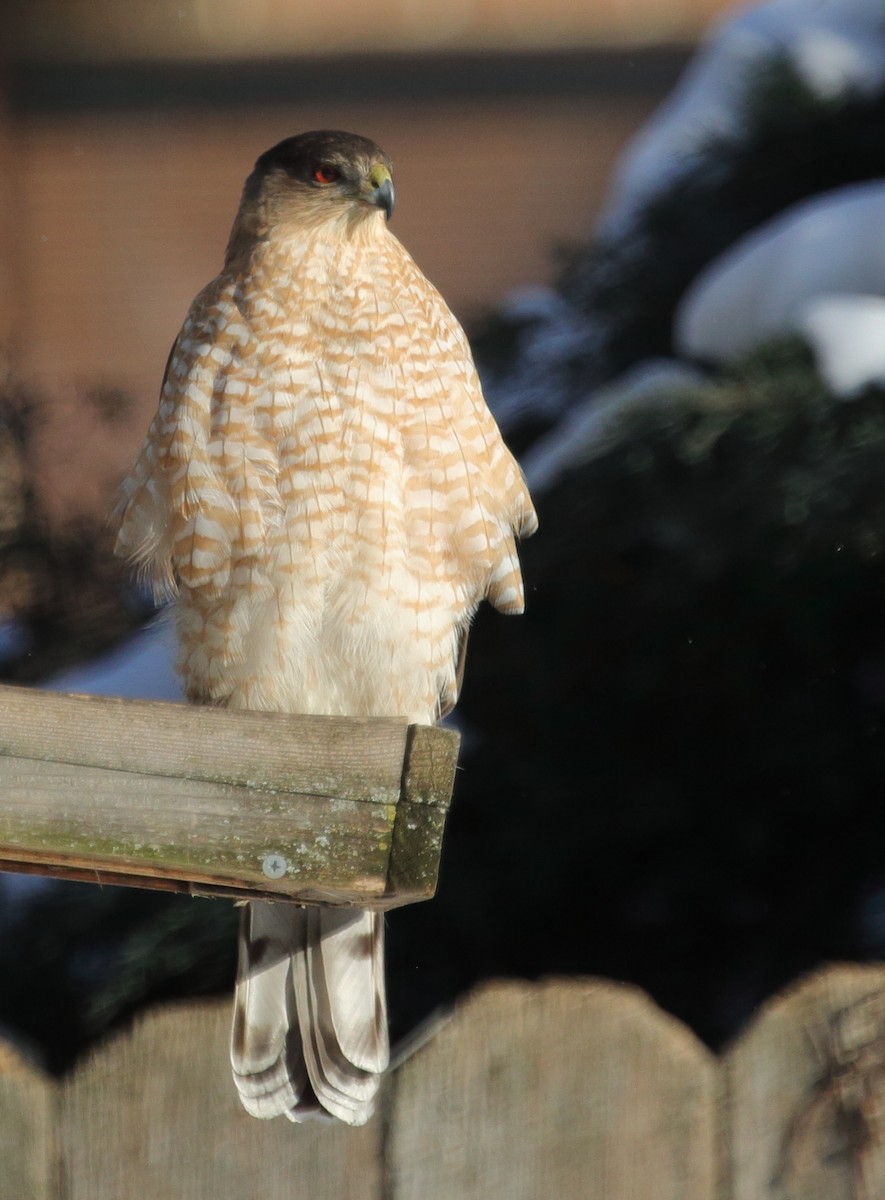 Cooper's Hawk - ML614983060