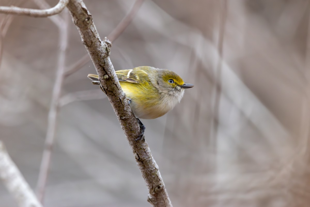 White-eyed Vireo - Brandi Steuer