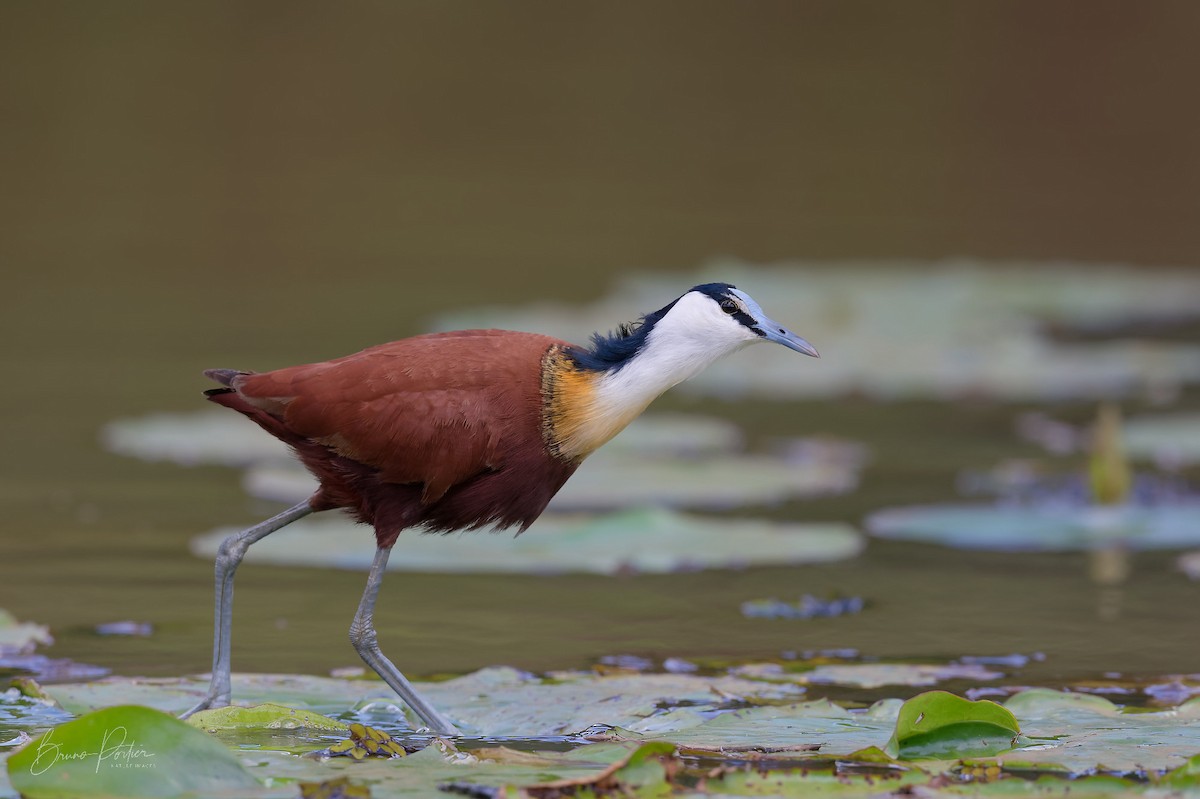 African Jacana - Bruno Portier