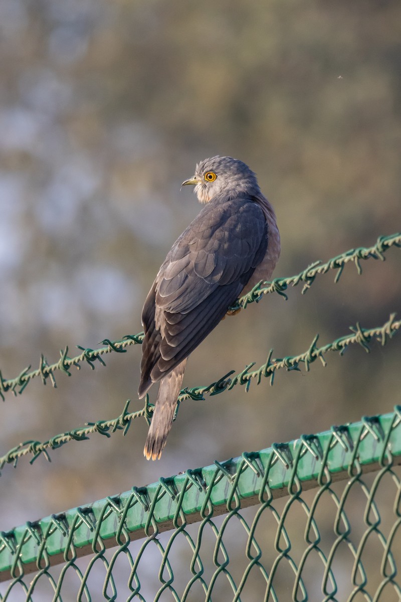 Common Hawk-Cuckoo - ML614983207