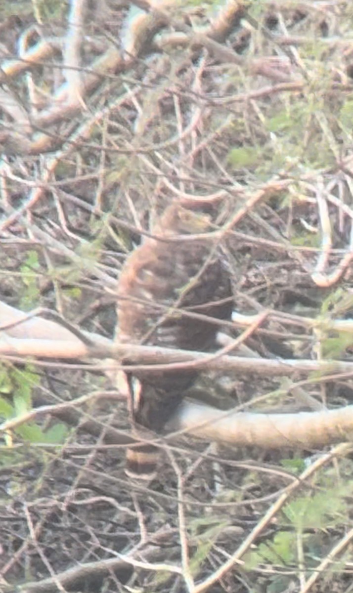 Roadside Hawk - Stefan Martin